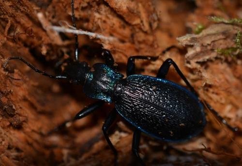 Réf. 243 705 : Carabus intricatus